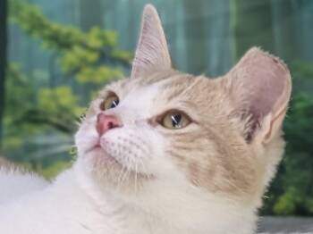 Domestic Short Hair and Tabby Cats Available for Adoption - Toddy | PetCurious