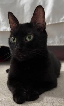 Jolyne -  Domestic Short Hair Cat for Adoption in Hazlet, New Jersey - Jolyne | PetCurious