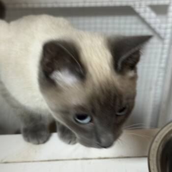 Rescue Siamese and Domestic Short Hair Cats for Adoption in Nokesville, Virginia - Mochi | PetCurious