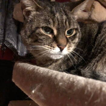 Rescue American Shorthair Cats for Adoption in Paramus, New Jersey - Baby | PetCurious