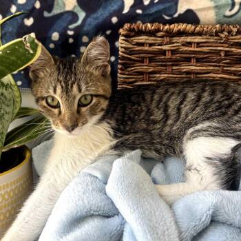 Lawrence -  Domestic Short Hair Cat for Adoption in Long Beach, California - Lawrence | PetCurious