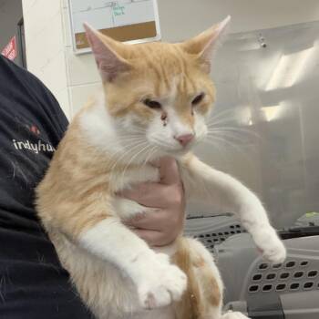 Greer -  Domestic Short Hair Cat for Adoption in Indianapolis, Indiana - Greer | PetCurious