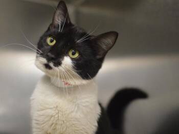 Kinya -  Domestic Short Hair Cat for Adoption in Portland, Oregon - Kinya | PetCurious