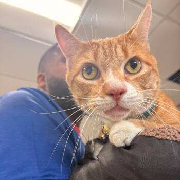 Charlie -  Domestic Short Hair Cat for Adoption in Newark, New Jersey - Charlie | PetCurious