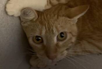 Jessie -  Domestic Short Hair Cat for Adoption in Osseo, Michigan - Jessie | PetCurious