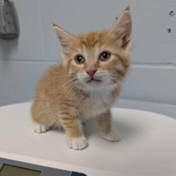 Domestic Short Hair Cats Available for Adoption in Indianapolis, Indiana - Boxie Cat | PetCurious