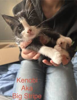 Kenobi -  Domestic Short Hair Cat Available for Adoption in Springfield, Massachusetts - Kenobi | PetCurious