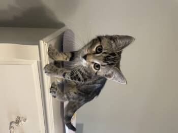 Rescue Domestic Short Hair Cats for Adoption in Seneca, South Carolina - Monstropolis | PetCurious