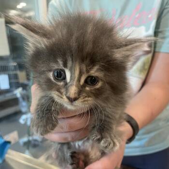 Domestic Short Hair Cats Available for Adoption in West Des Moines, Iowa - Lover | PetCurious