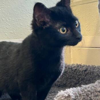 Rescue Domestic Short Hair Cats for Adoption in Union, Missouri - Sparrow | PetCurious