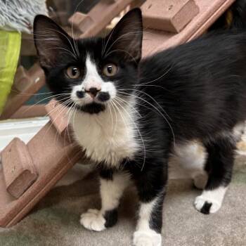 Me-n-Ed -  Domestic Long Hair Cat for Adoption in Fresno, California - Me-n-Ed | PetCurious