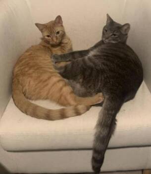 Captain (& Mac) -  Domestic Short Hair Cat for Adoption in Fairfax, Virginia - Captain (& Mac) | PetCurious