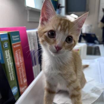 Hefty -  Domestic Short Hair Cat for Adoption in Morganton, North Carolina - Hefty | PetCurious