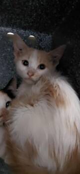 S-1818-25 -  Domestic Short Hair Cat for Adoption in Henderson, North Carolina - S-1818-25 | PetCurious