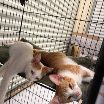 Bowie -  Domestic Short Hair Cat for Adoption in Concord, New Hampshire - Bowie | PetCurious