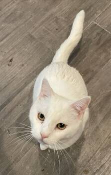 Rescue Domestic Short Hair and Turkish Van Cats for Adoption in Spring, Texas - Daisy-Portofino PetSmart | PetCurious