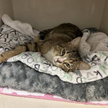 Domestic Short Hair Cats Available for Adoption in Conway, New Hampshire - Rocky | PetCurious