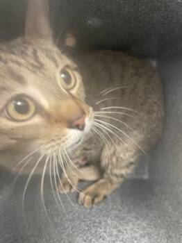 Domestic Short Hair Cats Available for Adoption in Fort Worth, Texas - Pinky | PetCurious