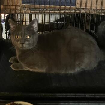 Mellow -  Russian Blue and Mixed Breed Cat for Adoption in Dickinson, Texas - Mellow | PetCurious