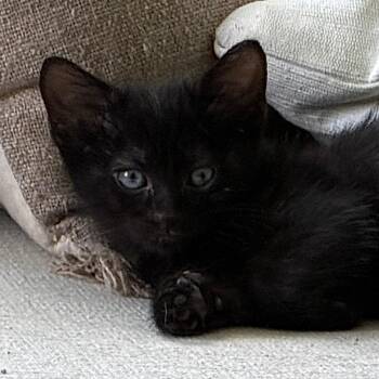 Luca -  Domestic Short Hair Cat for Adoption in Evansville, Indiana - Luca | PetCurious