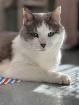 Rescue Domestic Short Hair Cats for Adoption in Cumberland, Maine - Amelia | PetCurious