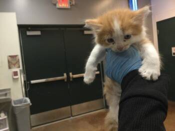 Domestic Short Hair Cats Available for Adoption - A1868039 | PetCurious