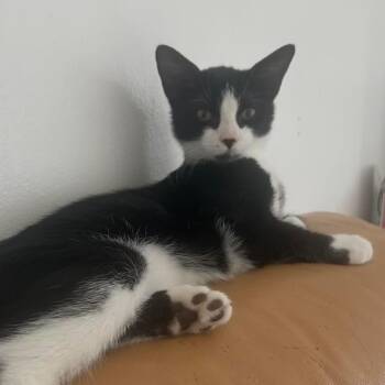 UNO -  Domestic Short Hair Cat Available for Adoption in Buffalo, New York - UNO | PetCurious