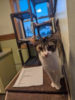 Rescue Domestic Short Hair Cats for Adoption in Rice Lake, Wisconsin - V | PetCurious