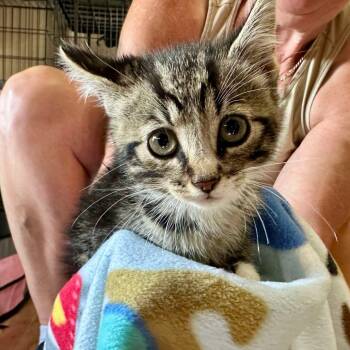 Rescue Domestic Short Hair Cats for Adoption in Woodstock, Virginia - Kipp Miller | PetCurious