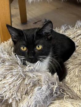 Rescue Tuxedo Cats for Adoption in Mesa, Arizona - Astra | PetCurious