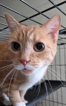 Mary M -  Domestic Short Hair Cat for Adoption in Mount Airy, North Carolina - Mary M | PetCurious