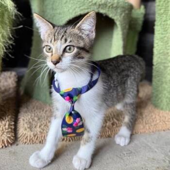 Pippin Bloom the Adventure Cat -  Tabby and Domestic Short Hair Cat for Adoption in Friendswood, Texas - Pippin Bloom The Adventure Cat | PetCurious