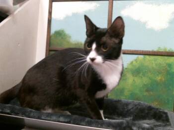 MOM 3 -  Domestic Short Hair Cat for Adoption in Houston, Texas - MOM 3 | PetCurious