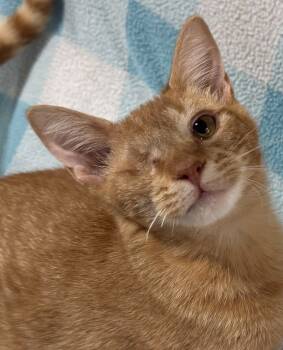 Rescue Domestic Short Hair Cats for Adoption in Jackson, Georgia - Blink | PetCurious