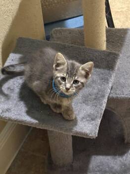 Fleur -  Domestic Short Hair Cat for Adoption in The Woodlands, Texas - Fleur | PetCurious