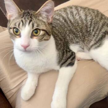 Sprite LaGiglia -  Domestic Medium Hair Cat for Adoption in Eagle Mountain, Utah - Sprite LaGiglia | PetCurious