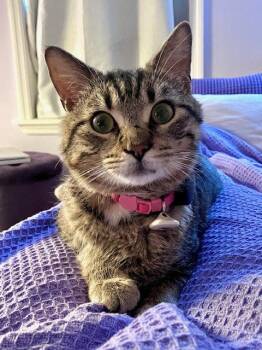 Tabby Cats Available for Adoption - Tristan | PetCurious