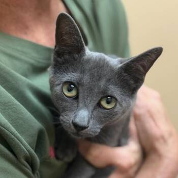 Cleo -  Domestic Short Hair Cat for Adoption in Midland, Texas - Cleo | PetCurious
