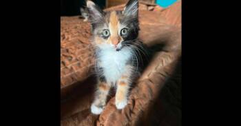 Chili Pepper -  Domestic Long Hair Cat for Adoption in Groveland, Massachusetts - Chili Pepper | PetCurious