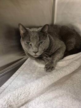 Domestic Short Hair Cats Available for Adoption - DEX | PetCurious