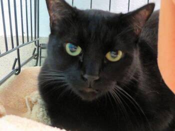 LADY LUMPS -  Domestic Short Hair Cat for Adoption in Oklahoma City, Oklahoma - LADY LUMPS | PetCurious