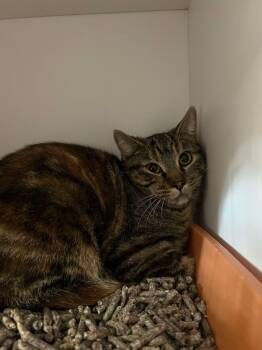 Rescue Domestic Short Hair Cats for Adoption in Bolivar, Missouri - Grocery | PetCurious