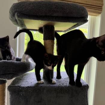 Domestic Short Hair Cats Available for Adoption in Chaska, Minnesota - Tye | PetCurious