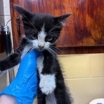 Schrodingpurr -  American Shorthair Cat for Adoption - Schrodingpurr | PetCurious