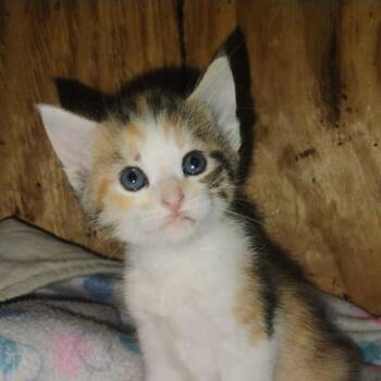 Parrot -  Domestic Short Hair Cat for Adoption in Muncie, Indiana - Parrot | PetCurious