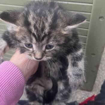 Domestic Medium Hair Cats Available for Adoption in Ringtown, Pennsylvania - Duchess | PetCurious