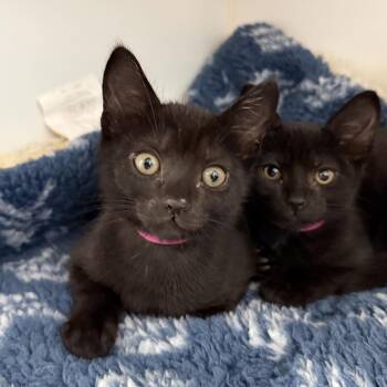Cloudy -  Domestic Short Hair Cat for Adoption in Oakland, California - Cloudy | PetCurious