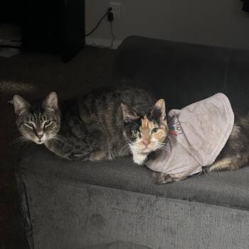 Callie -  American Shorthair Cat for Adoption in Lynchburg, Virginia - Callie | PetCurious
