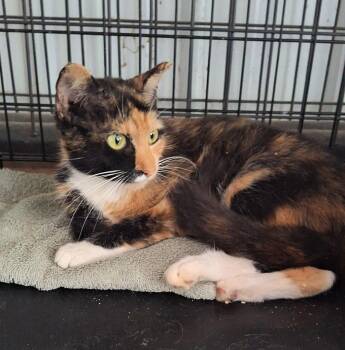 Margaret -  Calico Cat Available for Adoption in Stanton, Kentucky - Margaret | PetCurious