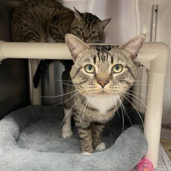 Kreiger and Sterling (bonded brothers) -  Tabby Cat for Adoption in North Kingstown, Rhode Island - Kreiger And Sterling (bonded Brothers) | PetCurious